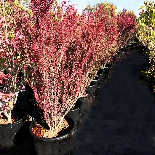 Berberis Thunbergii