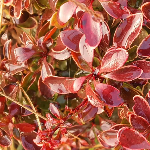 Berberis Thunbergii